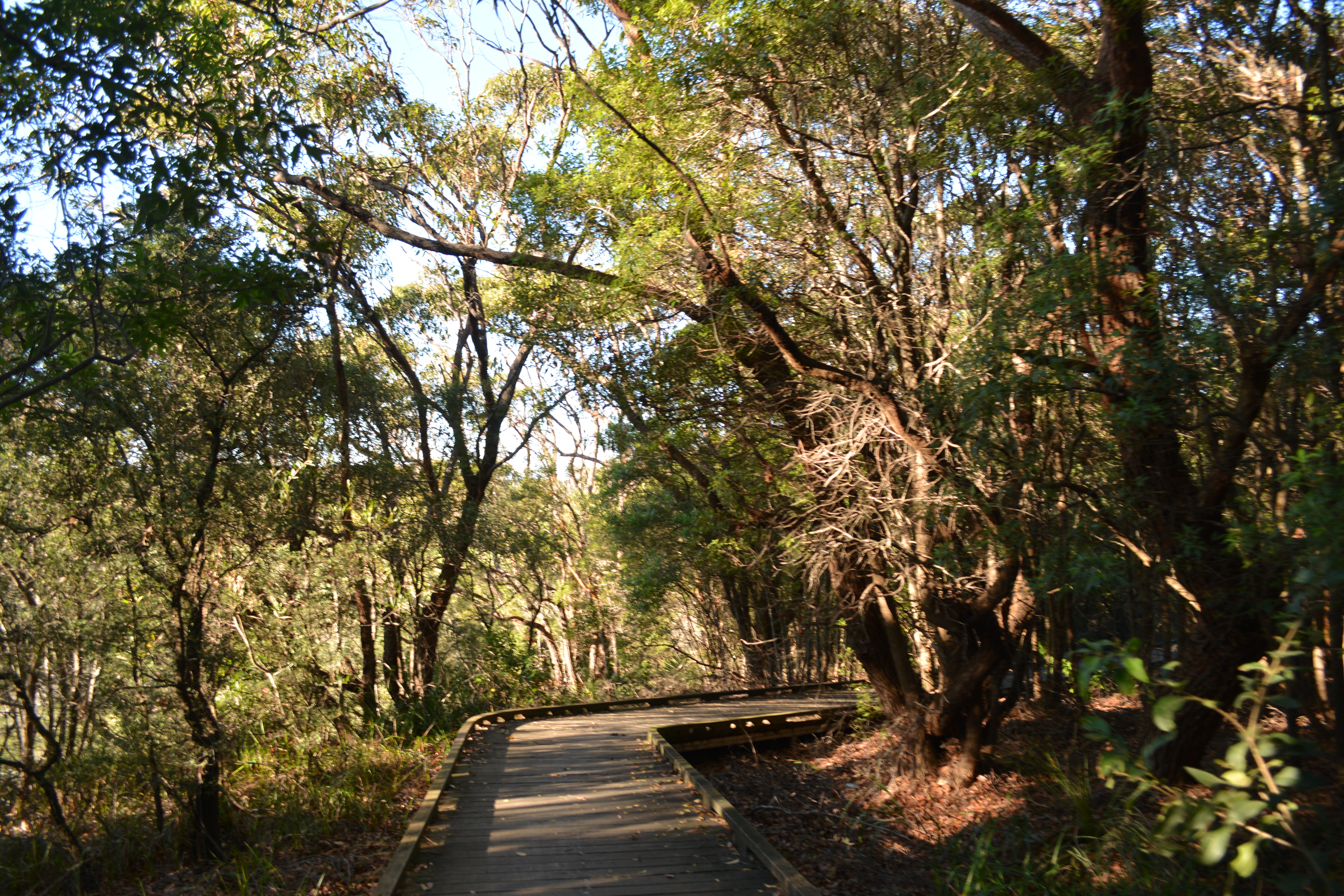 Jennifer Street Boardwalk