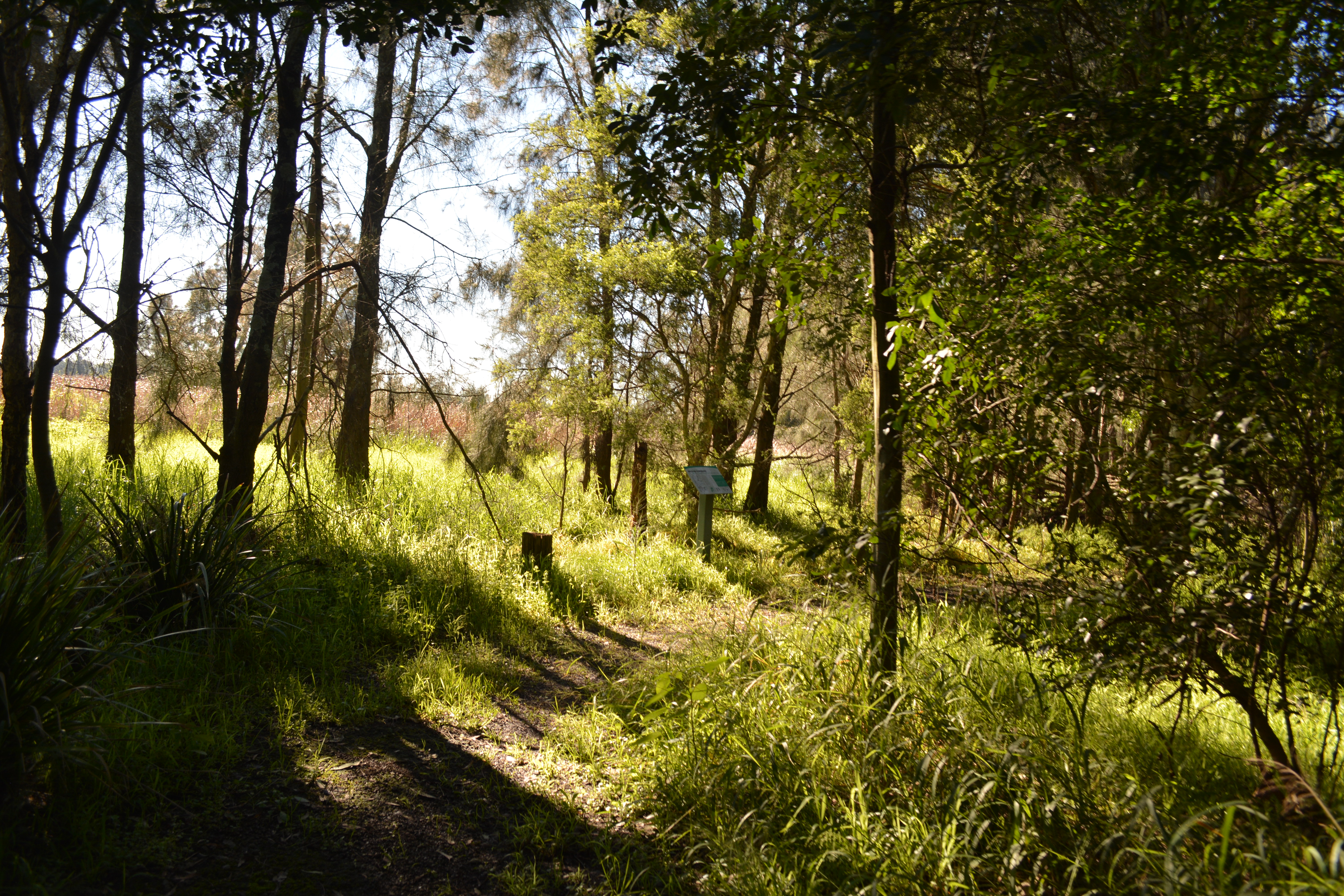 Rainforest walk to Riverside Park