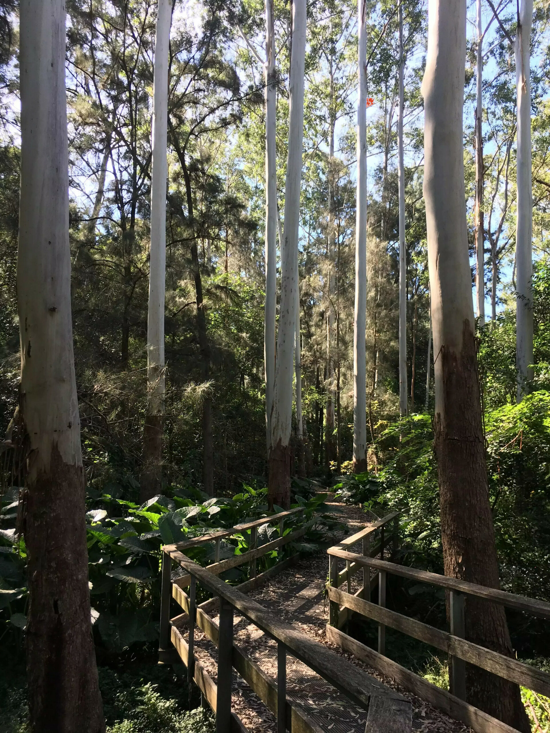 Little Blue Gum Creek Track
